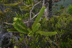 Araucaria muelleri