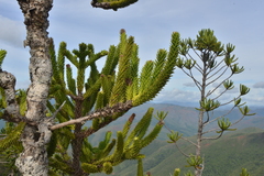 Araucaria muelleri