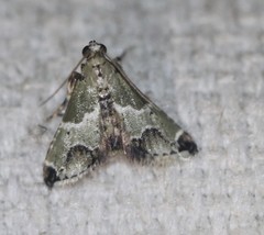 Arescoptera idiotypa