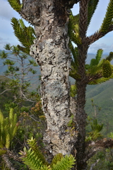 Araucaria muelleri
