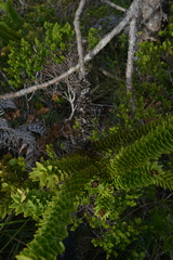 Araucaria muelleri