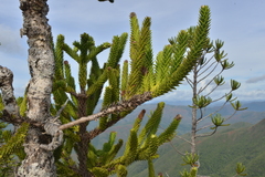 Araucaria muelleri