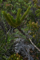 Araucaria muelleri