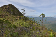 Araucaria muelleri
