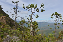 Araucaria muelleri