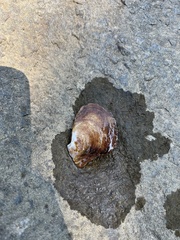 Isognomon