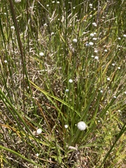Eriocaulon australe