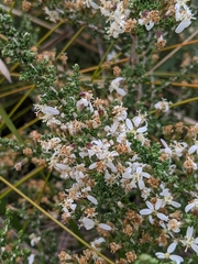 Olearia lepidophylla