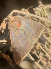 Achaea finita