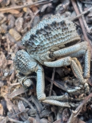 Brachycerus tauriculus