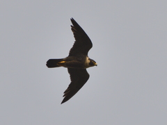 Falco peregrinus nesiotes