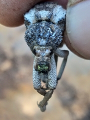 Brachycerus tauriculus