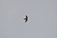 Falco peregrinus nesiotes