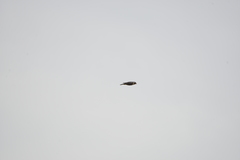 Falco peregrinus nesiotes