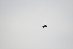 Falco peregrinus nesiotes