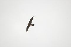 Falco peregrinus nesiotes