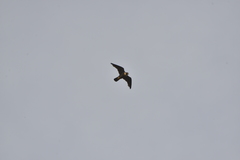 Falco peregrinus nesiotes