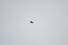 Falco peregrinus nesiotes