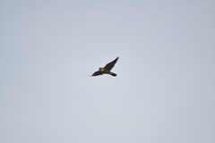 Falco peregrinus nesiotes