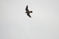 Falco peregrinus nesiotes