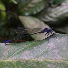 Argia