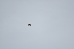 Falco peregrinus nesiotes