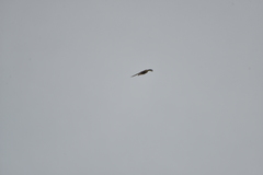 Falco peregrinus nesiotes