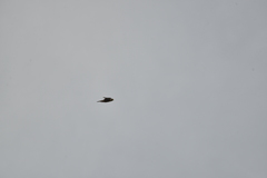 Falco peregrinus nesiotes