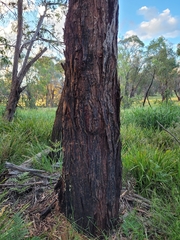 Eucalyptus nobilis