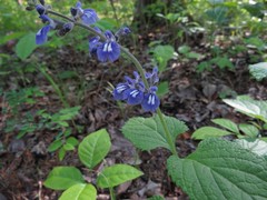 Salvia urticifolia