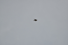 Falco peregrinus nesiotes