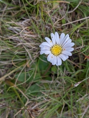 Brachyscome decipiens