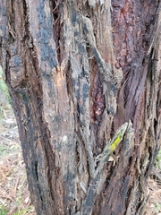 Eucalyptus nobilis
