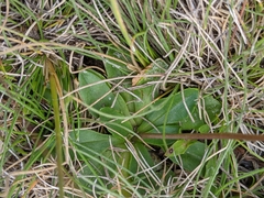 Brachyscome decipiens