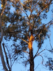 Eucalyptus nobilis