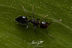 Crematogaster laeviceps