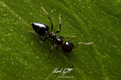 Crematogaster laeviceps