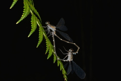 Caledopteryx maculata