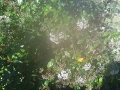 Alnus lusitanica