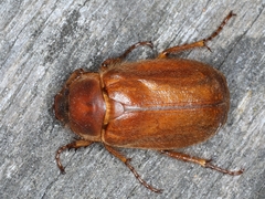 Antitrogus morbillosus