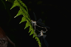 Caledopteryx maculata