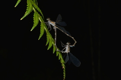 Caledopteryx maculata