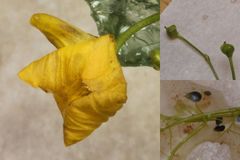 Utricularia subulata