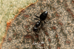 Technomyrmex sophiae