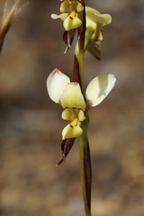Diuris setacea