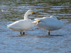 Cygnus columbianus bewickii