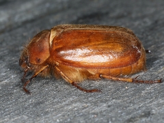 Antitrogus morbillosus