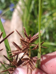 Cyperus longus tenuiflorus