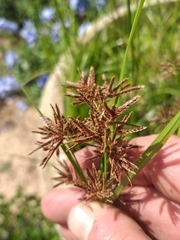 Cyperus longus tenuiflorus