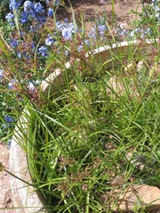 Cyperus longus tenuiflorus